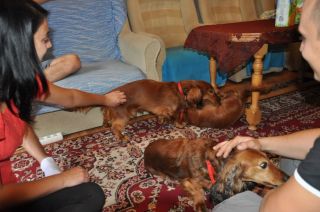 NADIM jamniki Kollapsar